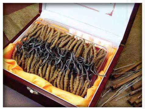 长汀冬虫夏草回收